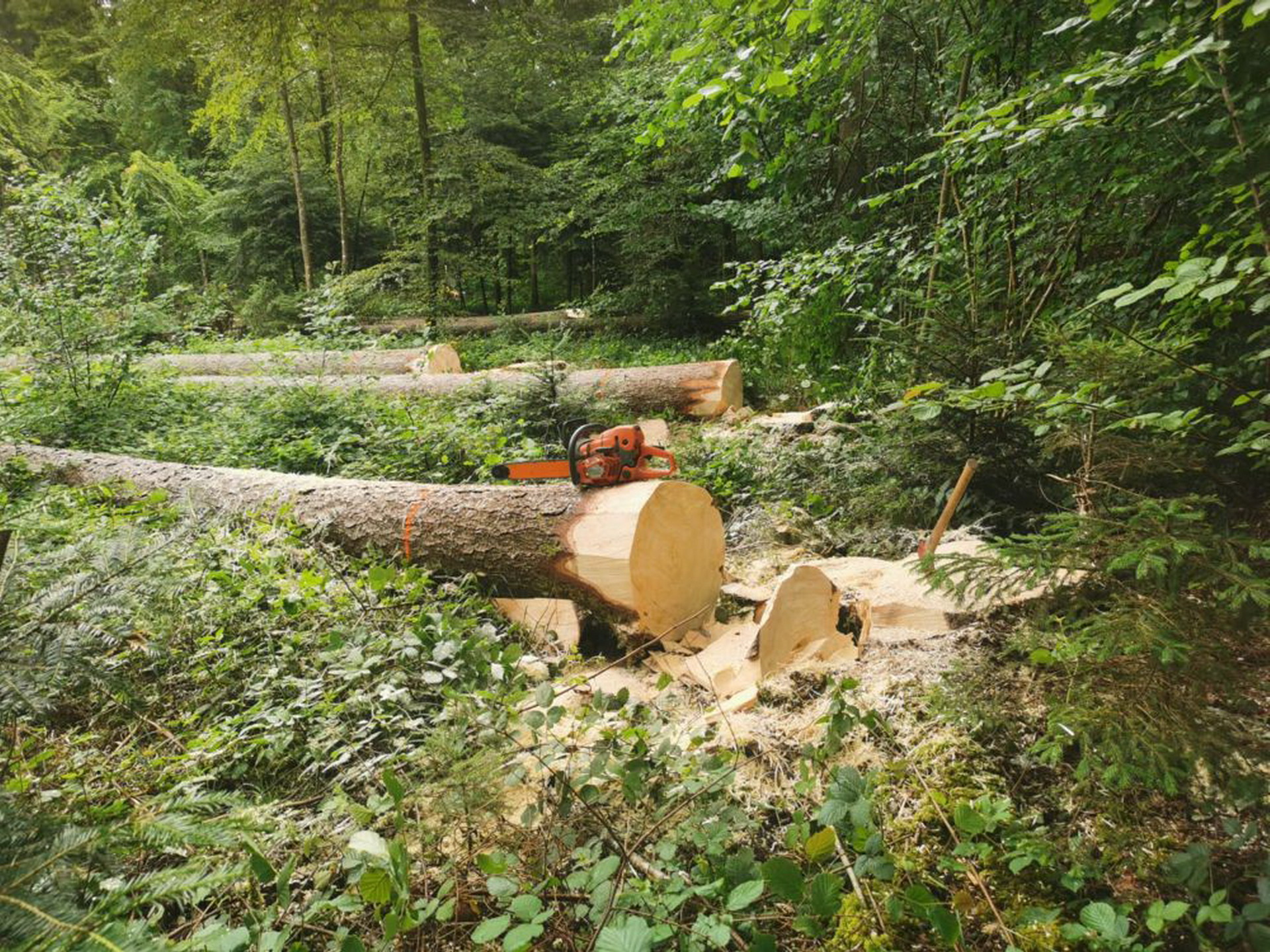 Holzhauerei